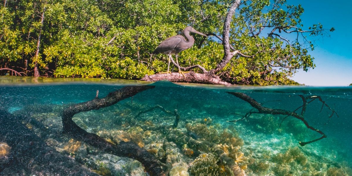 Accelerating Coral Restoration Through Advanced Fragmentation Techniques